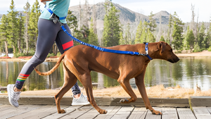 Safe and Durable Leashes & Harnesses