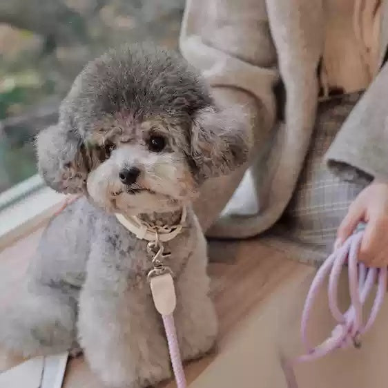 Leather Dog Collar with Hand Held Rope Leash