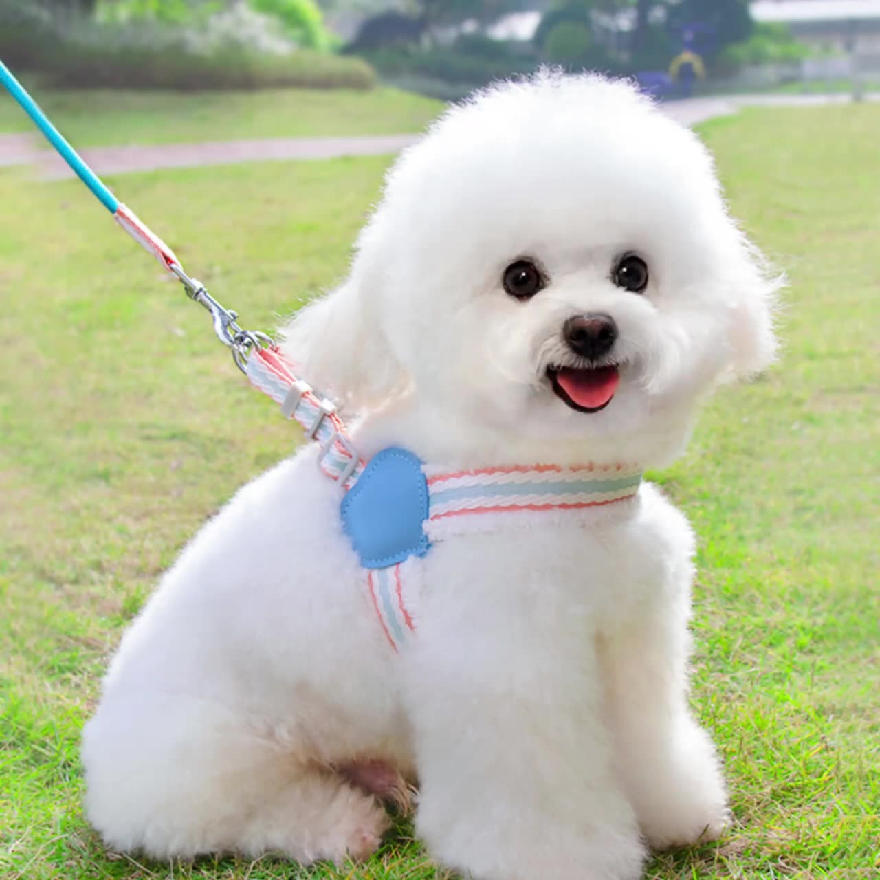Breathable Summer Dog Leash with Chest Vest Small Medium